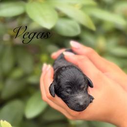 Vegas - Black female Poodle puppy in Eugene, Oregon from Mount Zion Kennels