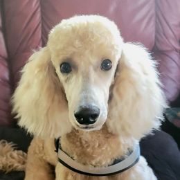 Aussiedoodles from Aussie Texas Farm