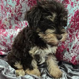 Almond Joy - Liver female Miniature Schnauzer puppy in Neosho, Missouri from Cooley's Cuddle Pups