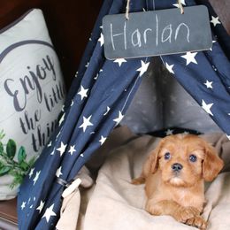 AKC Harlan - Ruby male Cavalier King Charles Spaniel puppy in Albany, Indiana from Hatz Off Puppies