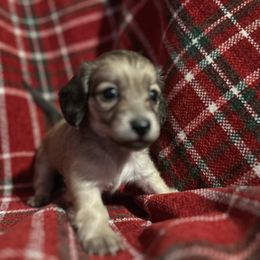 Frida - Cream female Dachshund puppy in Sebring, Florida from Mini Weenies