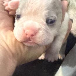 Ember - Blue female Companion Cross puppy in Fort Smith, Arkansas from Blue Elite Boston Terriers Frenchies & Frenchtons