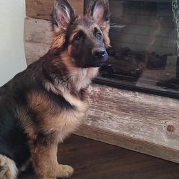 German Shepherd Puppies from 501 Shepherds