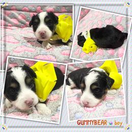 Gummybear - Black tri-color male Aussiedoodle puppy in Houston, Texas from Jomelkin Furry Pals