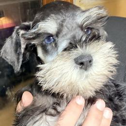 Miniature Schnauzer puppies from Shelly’s Pooches