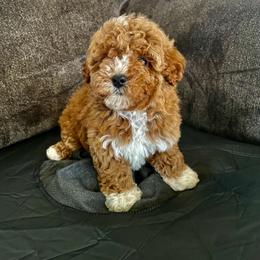 Pekingese, Poodle, and Shih Tzu Puppies from Happy puppies