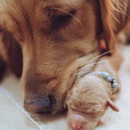 Goldendoodle Puppies from Abner Creek Doodles