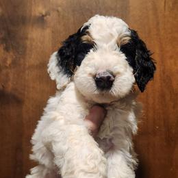 Turtle - Parti male Goldendoodle puppy in Pollock Pines, California from Ten Acre Wood Doodles