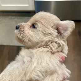 Spencer - Wheaten male Miniature Schnauzer puppy in Interlachen, Florida from Pam's Schnauzers