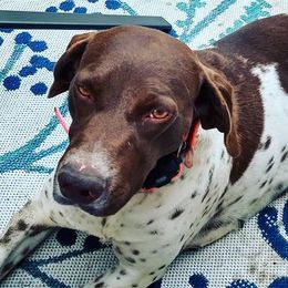 German Shorthaired Pointers from Flying R Kennel