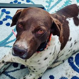 German Shorthaired Pointers from Flying R Kennel