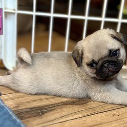 Pug Puppies from Harmony Pugs
