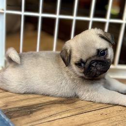 Pug Puppies from Harmony Pugs