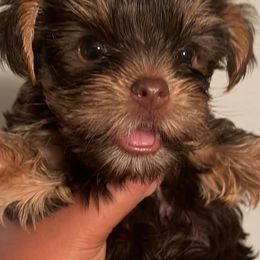 Yorkshire Terriers from Kandi’s Precious Pups