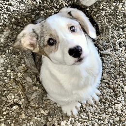 Mahina (moon) - Blue merle and white American Corgi puppy in Wapakoneta, Ohio from Rocking D-C Canines