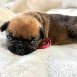 Red Fawn Sable Girl (OFA certified parents) - Fawn female French Bulldog puppy in Billings, Montana from Montana Made Frenchies
