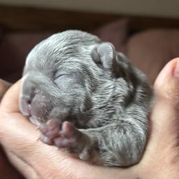 French Bulldog Puppies from Matra French Bulldogs
