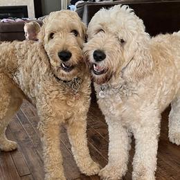 Goldendoodles and Golden Retrievers from Runway Goldens