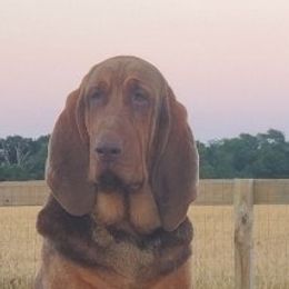 Bloodhounds from Compton CreekBloodhounds