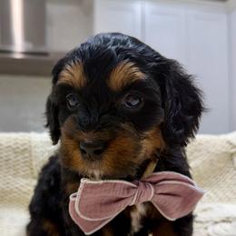 S'mores - Black and white male Bernedoodle puppy in Herriman, Utah from Rose Canyon Doodles