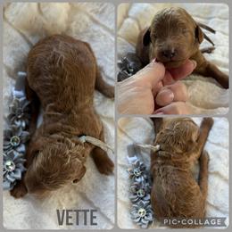 Vette - Red  female Poodle puppy in Mount Vernon, Illinois from AMC Poodles
