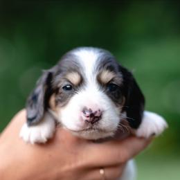 AKC Teddy PRA clear. Dapple carrier - Piebald male Dachshund puppy in Knox City, Missouri from Brittney's Dachshunds