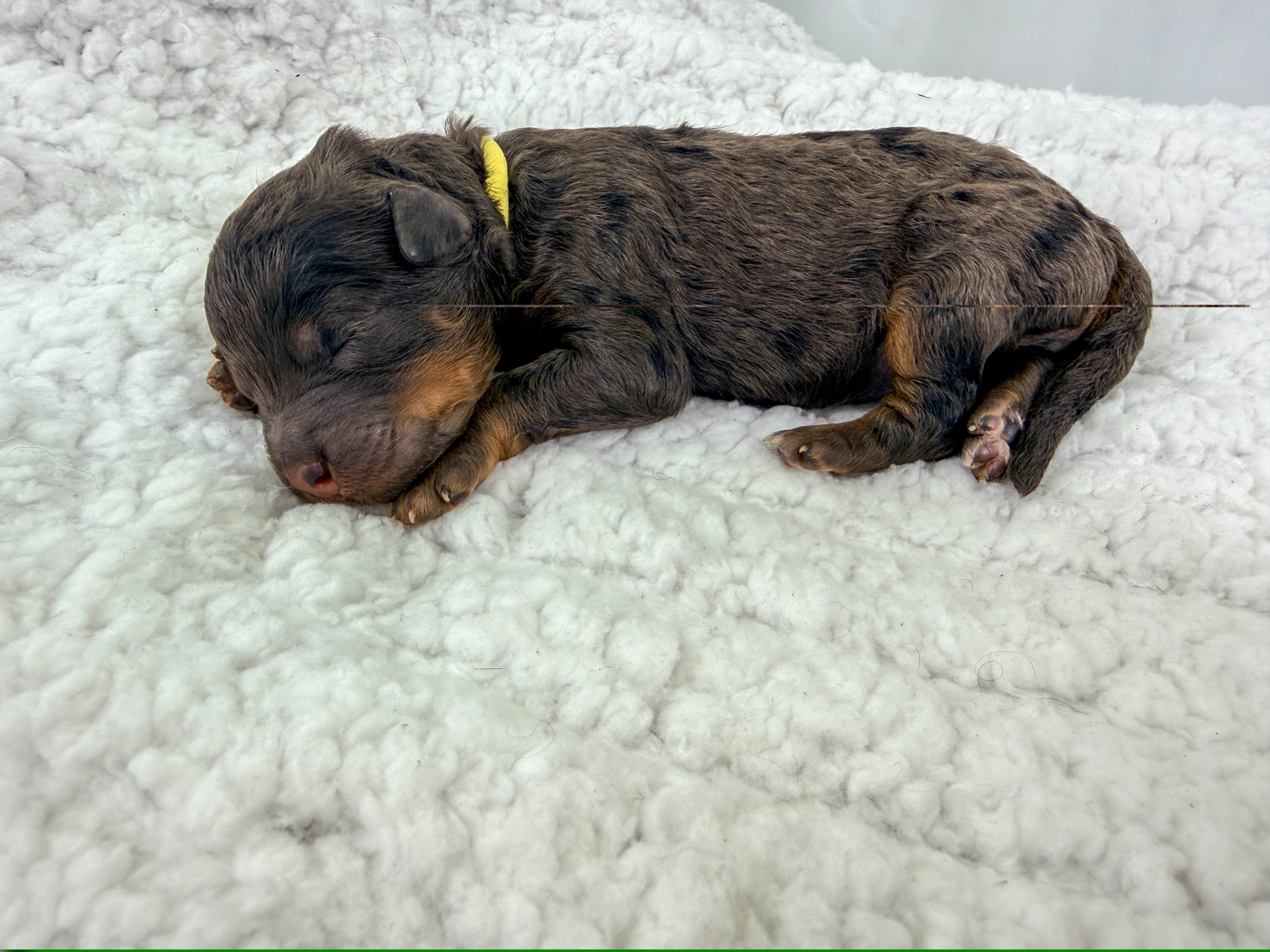 Luna - Harry Potter Litter - Merle female Bernedoodle puppy in Charleston, South Carolina from Palm Belle Doodles