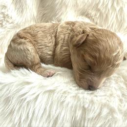 Lulu - Apricot female Cavapoo puppy in Spanish Fork, Utah from Hamann's Cavapoo Puppies