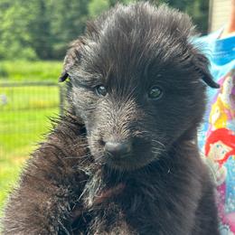 Tide (Lime) - Black male Belgian Sheepdog puppy in Franklin, West Virginia from Wildmour K9