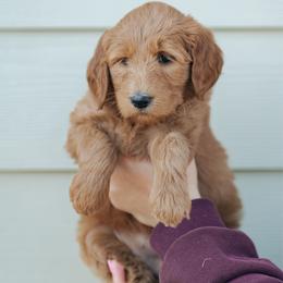 Teal collar girl - Moana - Red  female Goldendoodle puppy in Duncan, South Carolina from Abner Creek Poodles & Doodles