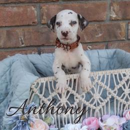 Anthony - White and liver brown male Dalmatian puppy in Mount Vernon, Missouri from Spots & Spirals