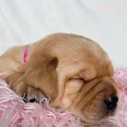Labrador Retriever Puppies from Berkstone Labradors