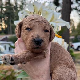 Winifred - Yellow collar - Cream female Goldendoodle puppy in Puyallup, Washington from Dawnie’s Doodles