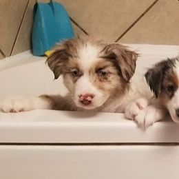 Miniature American Shepherd Puppies from Birchview Miniature American Shepherds