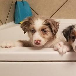 Miniature American Shepherd Puppies from Birchview Miniature American Shepherds