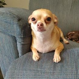 Chihuahua All Grown Up from Kelly Thayer's Chihuahuas