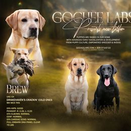 Labrador Retriever puppies from Gochee Labs