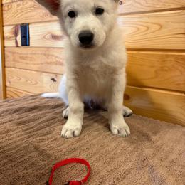 Red Collar  (Ace) - male Berger Blanc Suisse puppy in Rice Lake, Wisconsin from Windswept White Swiss Shepherds