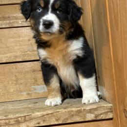 Oppy - Black tri-color male Australian Shepherd puppy in Brownfield, Maine from Misty Feather Aussies
