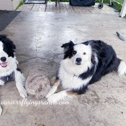 Border Collie Puppies from Flying S Ranch Border Collies