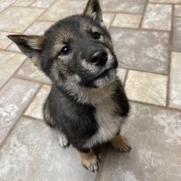 Kotoko- Milgram girl - Black sesame female Shikoku Ken puppy in Tribbey, Oklahoma from Osaka Ninken Shikoku