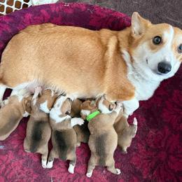 Pembroke Welsh Corgi puppies from Canal Corgis