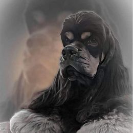 Timber - Cocker Spaniel