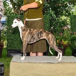 Trix - Whippet