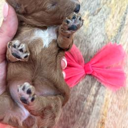 Peaches - Red  female Goldendoodle puppy in Alamance County, North Carolina from Doodle Squad Puppies