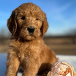 Sophie - Red  female Goldendoodle puppy in Osage City, Kansas from Golden Ridge Goldens