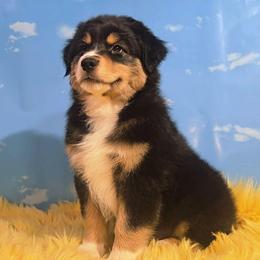 Dewey - Black tri-color male Australian Shepherd puppy in Waddell, Arizona from Winsome Aussies