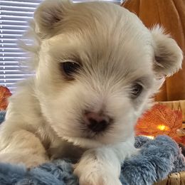 Dale - Health tested parents - White male Maltese puppy in Greenville, North Carolina from Amanda's Sugar Sweet Puppies
