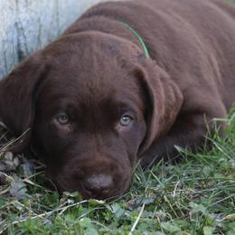 Labrador Retrievers from Rocky Creek Labs