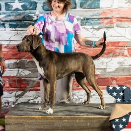Thor - Mountain Cur